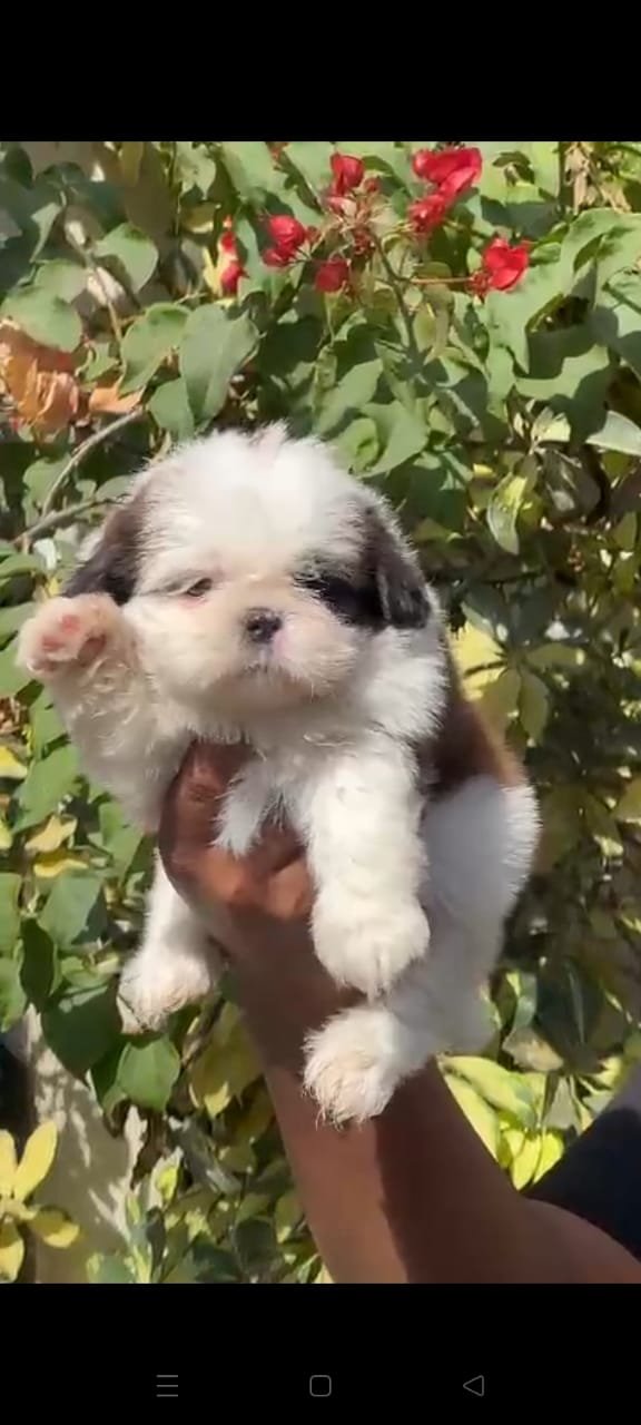 Purchase KCI Registered Shih Tzu Puppy from  India